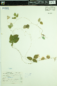 Amphicarpaea bracteata image