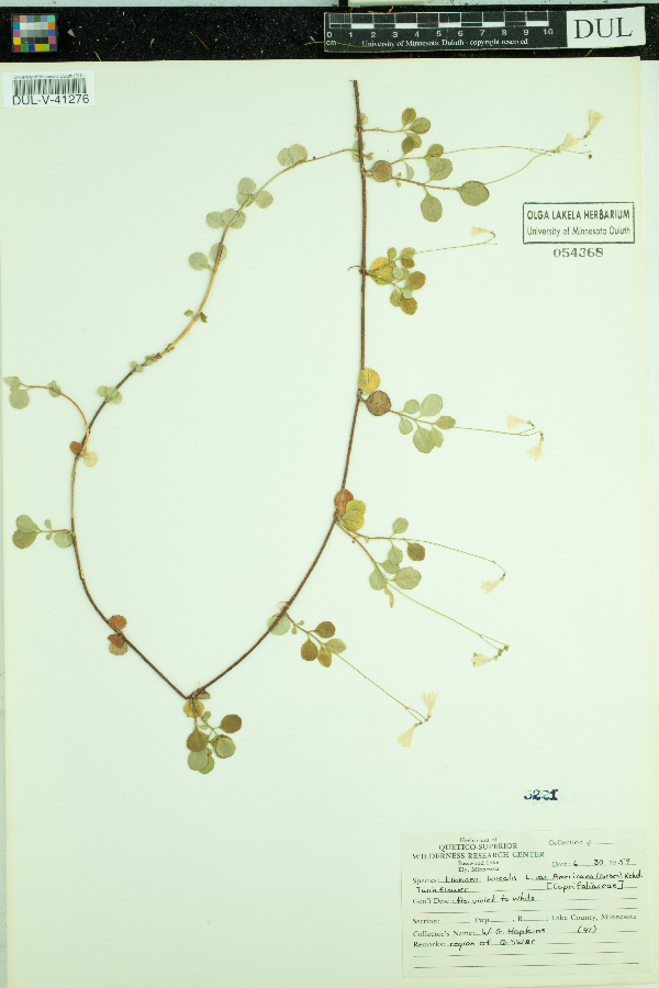 Linnaea borealis image