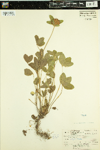 Trifolium pratense image