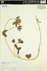 Trifolium pratense image