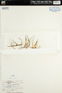 Myriophyllum tenellum image