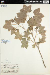 Ribes glandulosum image