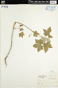 Ribes glandulosum image