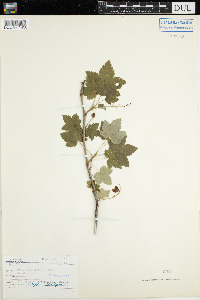 Ribes glandulosum image