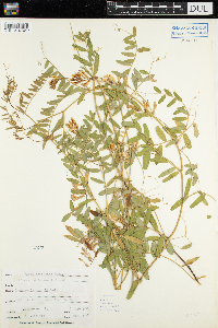 Vicia americana var. americana image