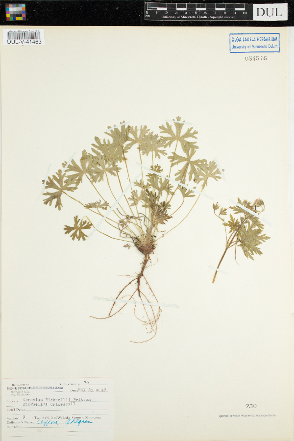 Geranium bicknellii image