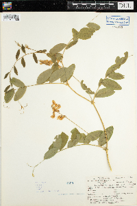 Lathyrus venosus image