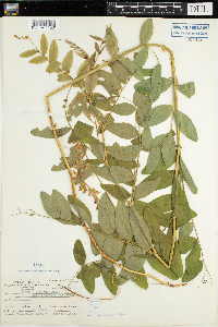 Lathyrus venosus image