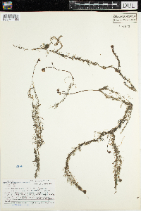 Utricularia vulgaris image