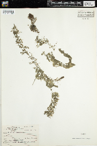 Utricularia vulgaris image