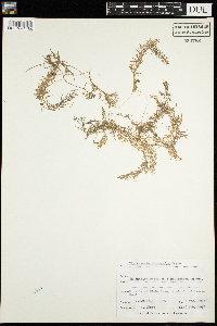 Utricularia intermedia image