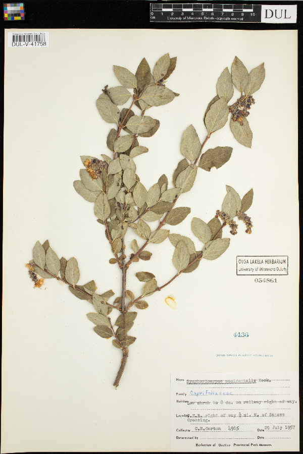 Symphoricarpos occidentalis image