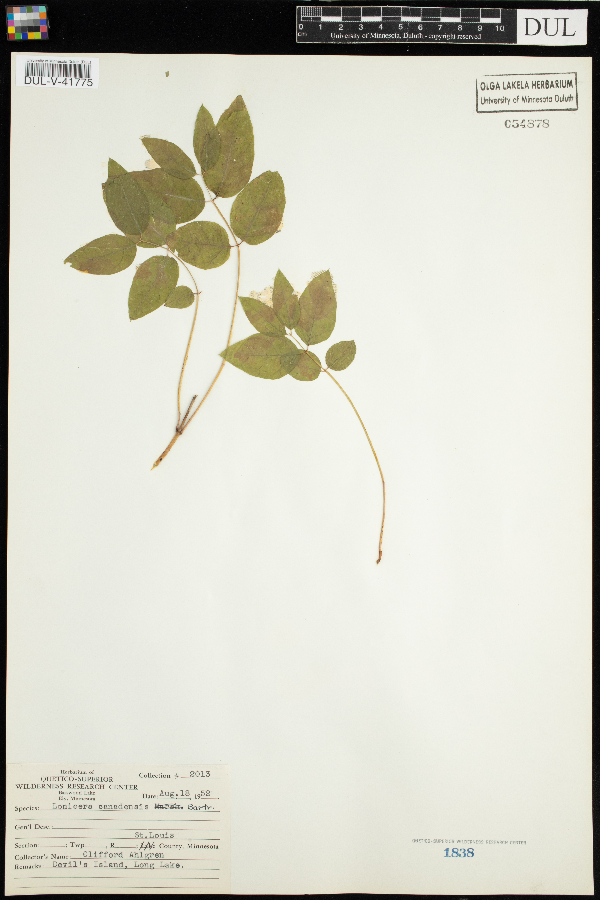 Lonicera canadensis image