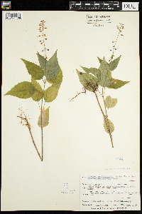 Circaea canadensis image