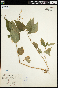 Circaea canadensis image