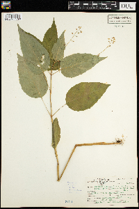 Circaea canadensis image