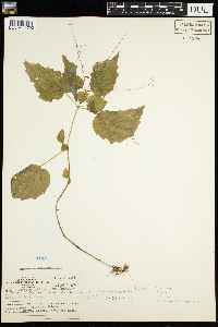 Circaea canadensis image