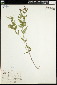 Scutellaria galericulata image