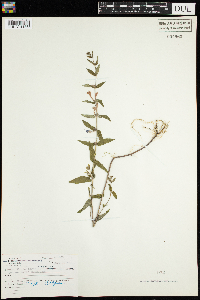 Scutellaria galericulata image