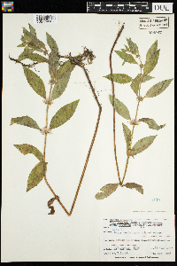 Mentha arvensis image