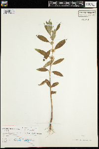 Mentha arvensis image