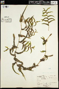 Potamogeton richardsonii image