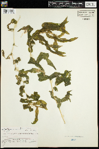 Potamogeton richardsonii image