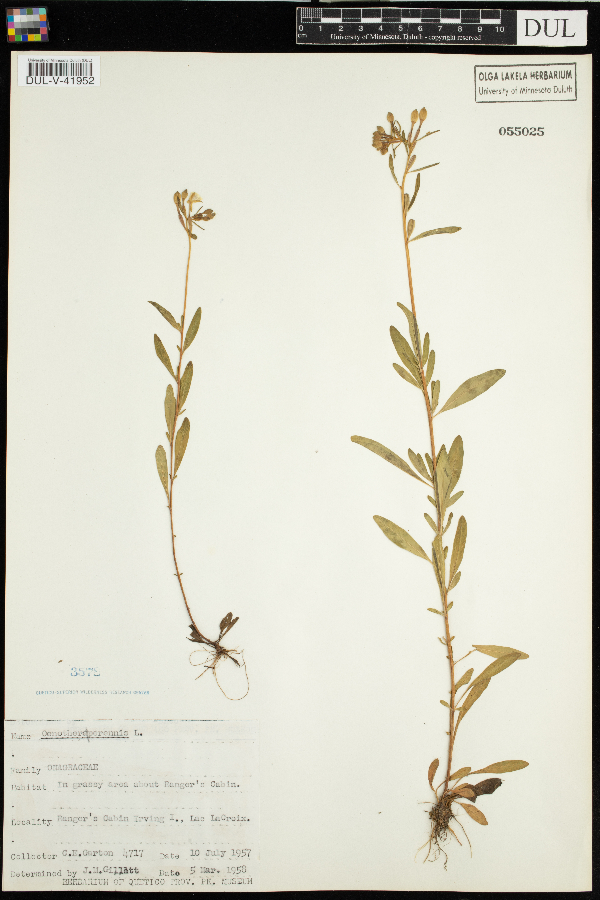 Oenothera perennis image