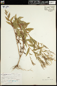 Epilobium ciliatum image