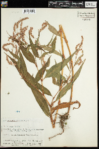 Persicaria lapathifolia image