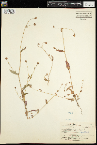 Persicaria sagittata image