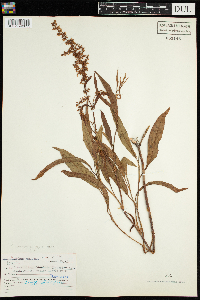 Rumex mexicanus image