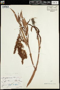 Rumex mexicanus image