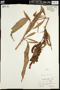 Rumex mexicanus image