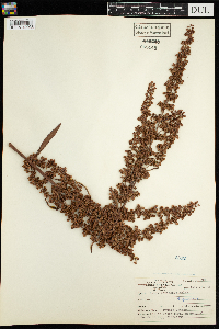 Rumex mexicanus image