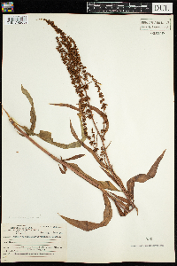 Rumex mexicanus image