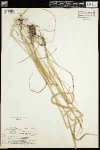 Elymus trachycaulus image