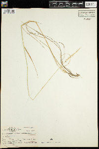 Elymus trachycaulus image