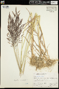 Agrostis gigantea image