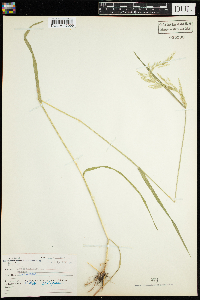 Agrostis gigantea image