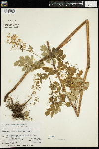 Thalictrum pubescens image