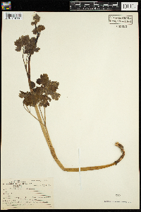 Thalictrum dioicum image