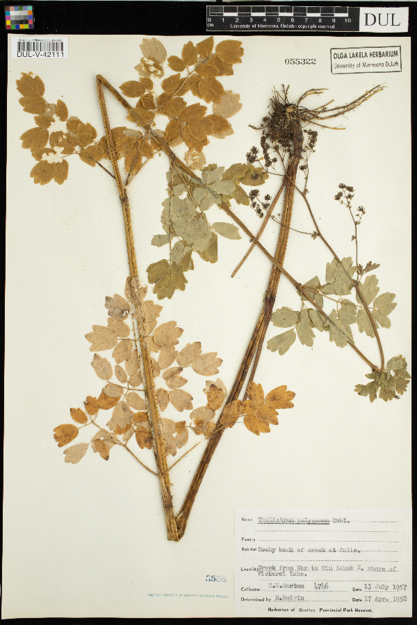 Thalictrum pubescens image