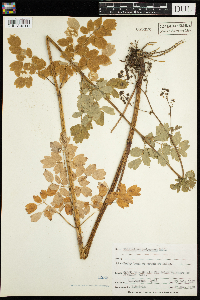 Thalictrum pubescens image