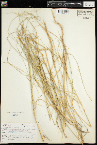 Elymus trachycaulus image