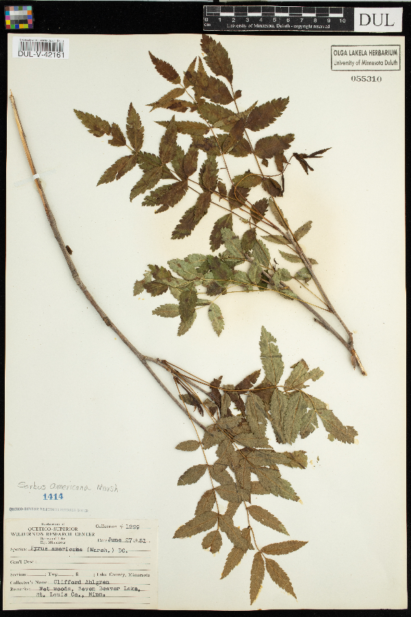 Sorbus image