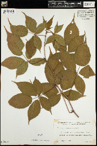 Rubus canadensis image