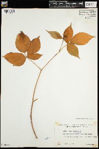 Rubus canadensis image