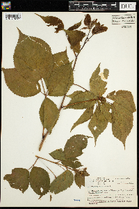 Rubus canadensis image