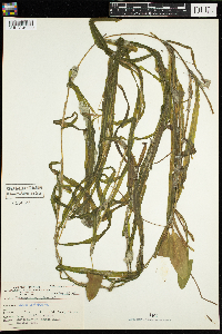 Potamogeton epihydrus image